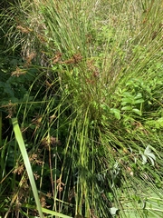 Juncus hesperius