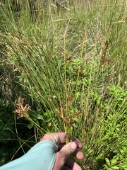 Juncus hesperius