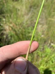 Juncus hesperius