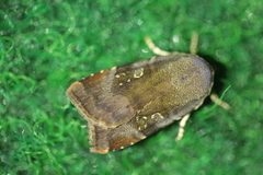 Noctua janthina