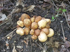 Britzelmayria multipedata