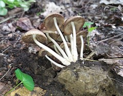 Britzelmayria multipedata