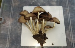 Britzelmayria multipedata