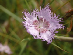 Dianthus hyssopifolius hyssopifolius