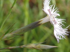 Dianthus hyssopifolius hyssopifolius