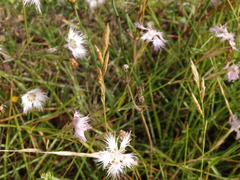Dianthus hyssopifolius hyssopifolius