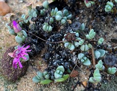 Antimima brevicarpa