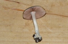 Volvariella taylorii