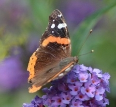 Vanessa atalanta