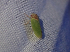 Iassus lanio