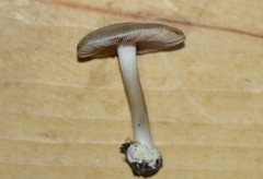 Volvariella taylorii