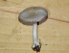 Volvariella taylorii