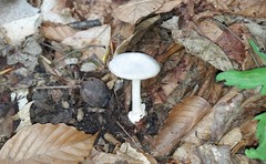 Volvariella taylorii