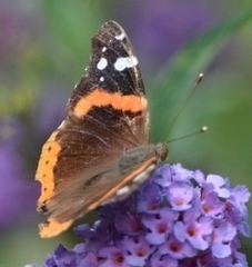 Vanessa atalanta