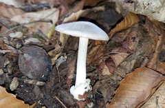 Volvariella taylorii