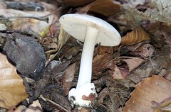 Volvariella taylorii