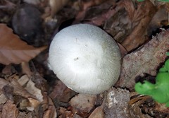 Volvariella taylorii