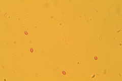 Volvariella taylorii