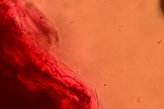 Volvariella taylorii