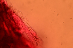 Volvariella taylorii