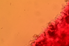 Volvariella taylorii