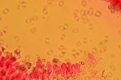 Volvariella taylorii