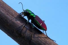 Cicindela splendida