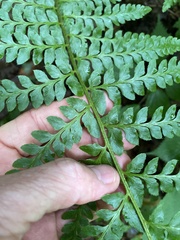 Polystichum × potteri