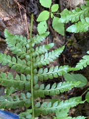 Polystichum × potteri
