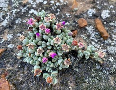 Antimima brevicarpa