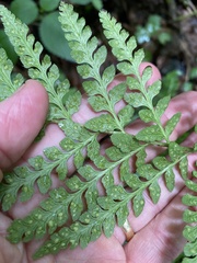 Polystichum × potteri