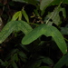 Passiflora micrantha - Photo (c) David Alejandro Garay Marin, osa oikeuksista pidätetään (CC BY-NC), lähettänyt David Alejandro Garay Marin