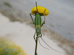 Lluciapomaresius stalii