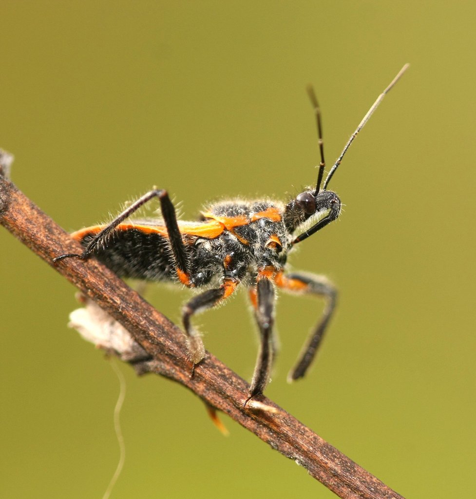 Bee Assassin (Assassin bugs of GSMNP) · iNaturalist