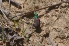 Cicindela splendida