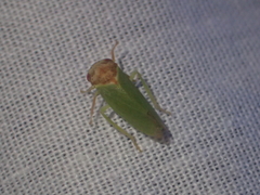 Iassus lanio