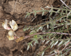 Astragalus obscurus