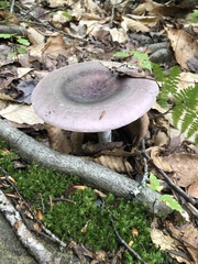 Russula