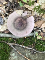 Russula