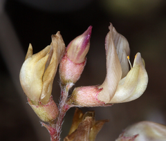 Astragalus obscurus
