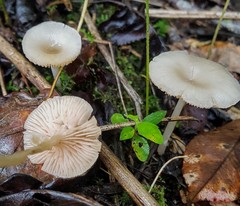 Entoloma sericellum
