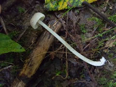 Entoloma sericellum