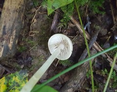 Entoloma sericellum
