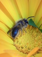 Andrena