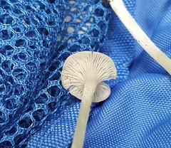 Entoloma sericellum