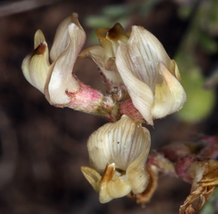 Astragalus obscurus