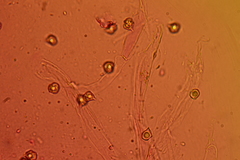 Entoloma sericellum