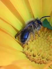 Andrena