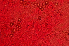 Entoloma sericellum