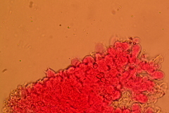 Entoloma sericellum